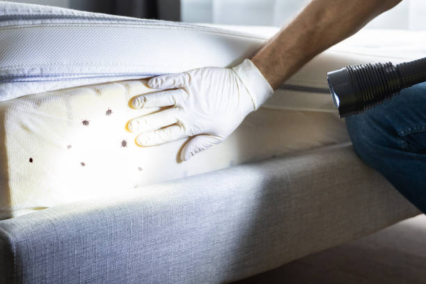 Best Residential Pest Control  in Rotonda, FL